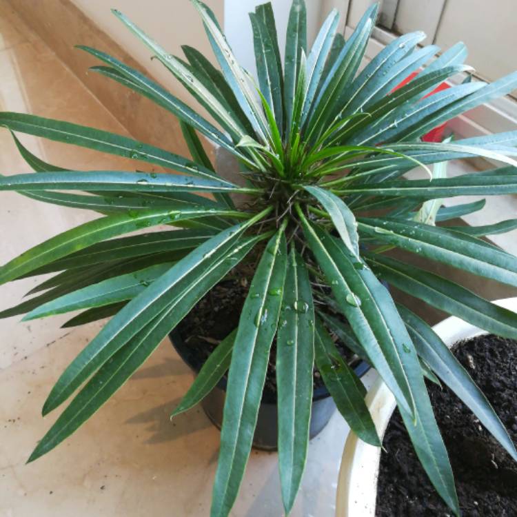 Plant image Pachypodium lamerei var. ramosum