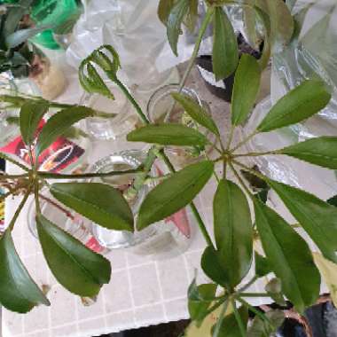 Schefflera aboricola (variegata)