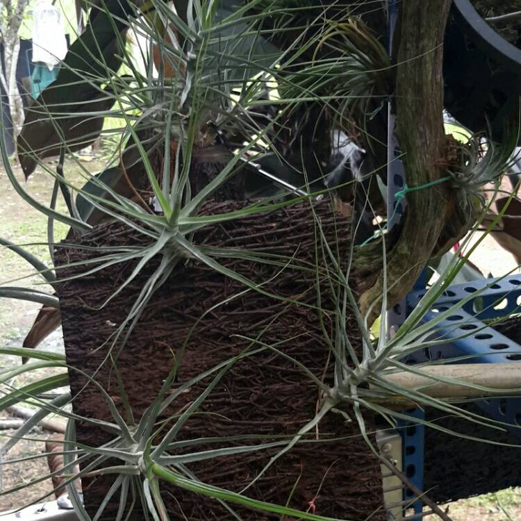 Plant image Tillandsia bergeri