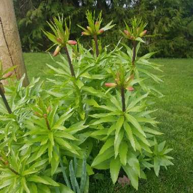 Crown Imperial 'Aurora'