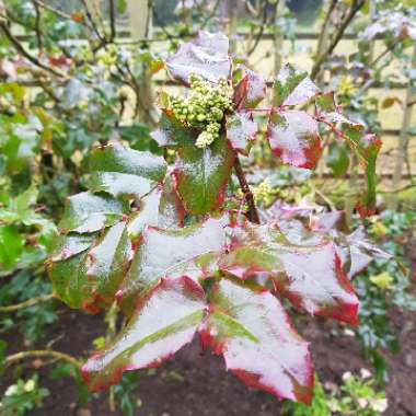 Holly Leaved Barberry