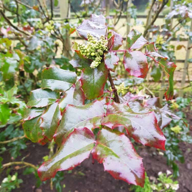 Plant image Mahonia aquifolium