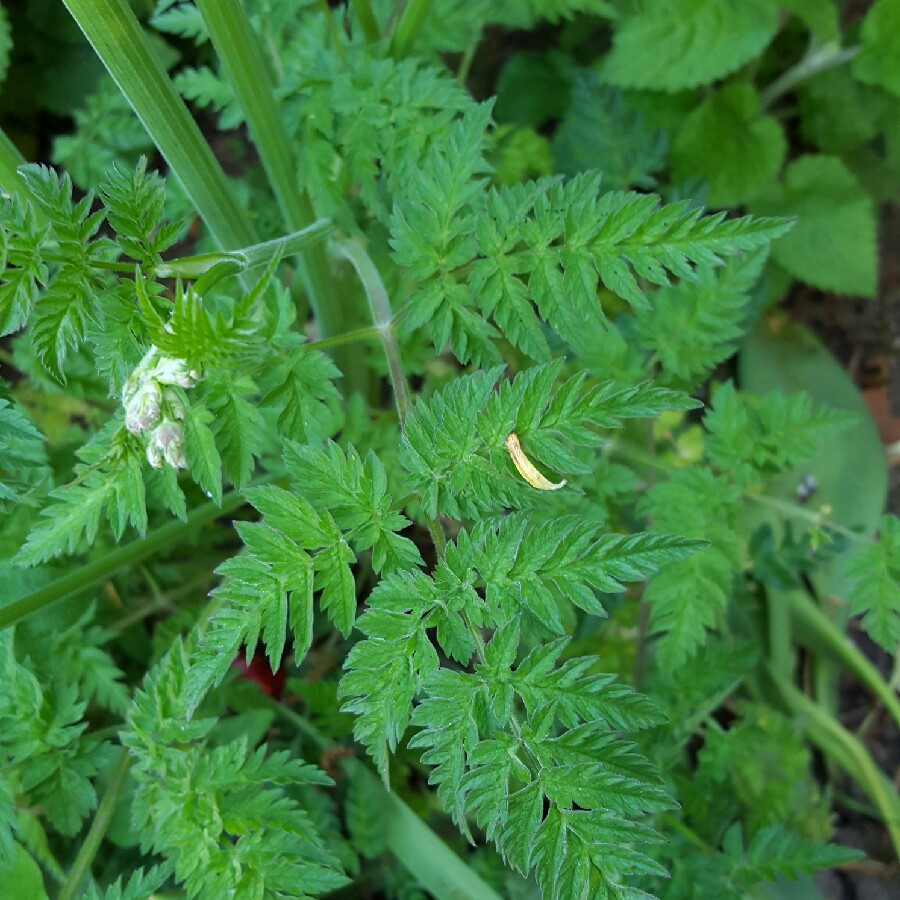 Plant image Heracleum sphondylium