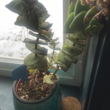 Crassula Perforata 'Giant Box'