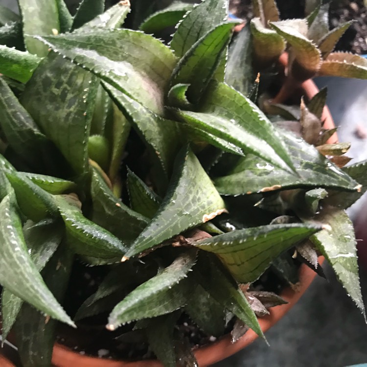 Haworthia Venosa ssp. Tessllata, Haworthia 'Tessellata' - uploaded by ...