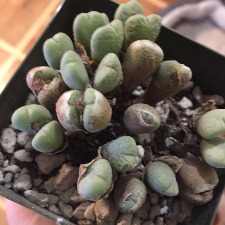 Plant image Conophytum bilobum syn. Derenbergia biloba, Mesembryanthemum bilobum