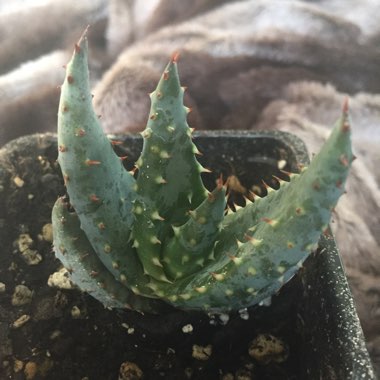 Aloe marlothii