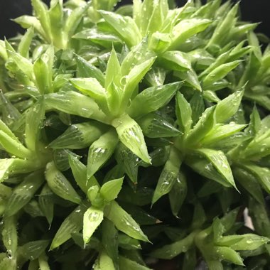 Haworthia