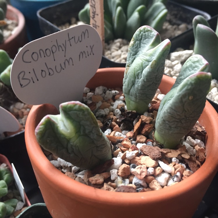 Plant image Conophytum bilobum syn. Derenbergia biloba, Mesembryanthemum bilobum