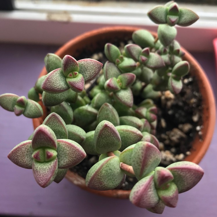 Plant image Crassula brevifolia