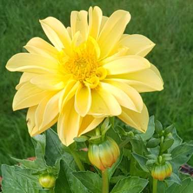 Bedding Dahlia