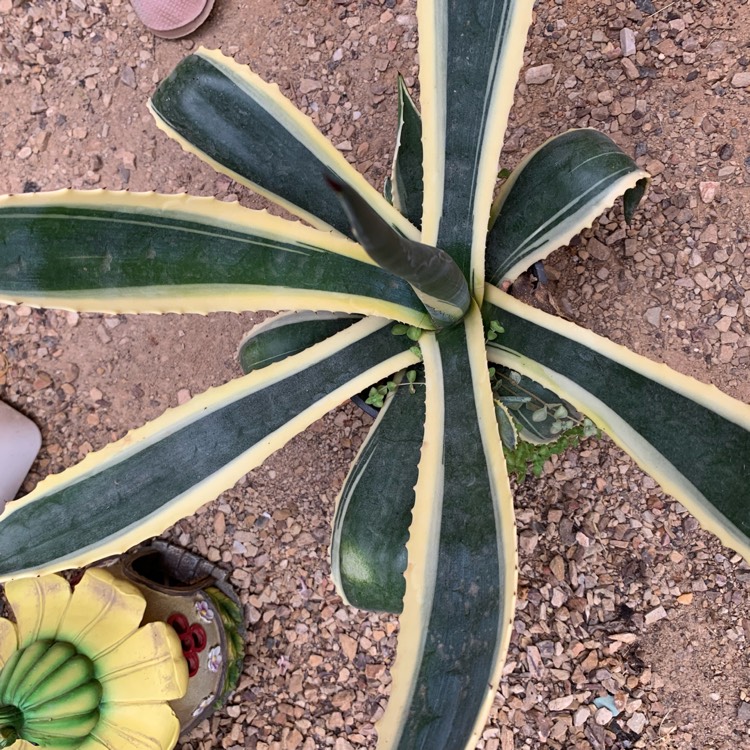 Plant image Agave univittata 'Quadricolor'