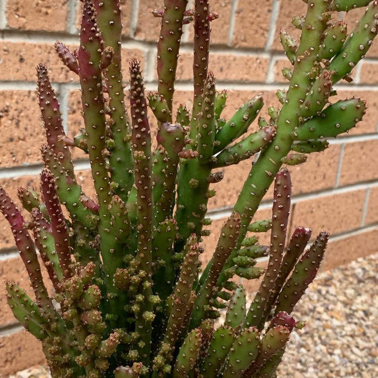 Plant image Cylindropuntia whipplei