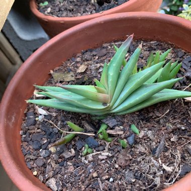 Aloe Striata