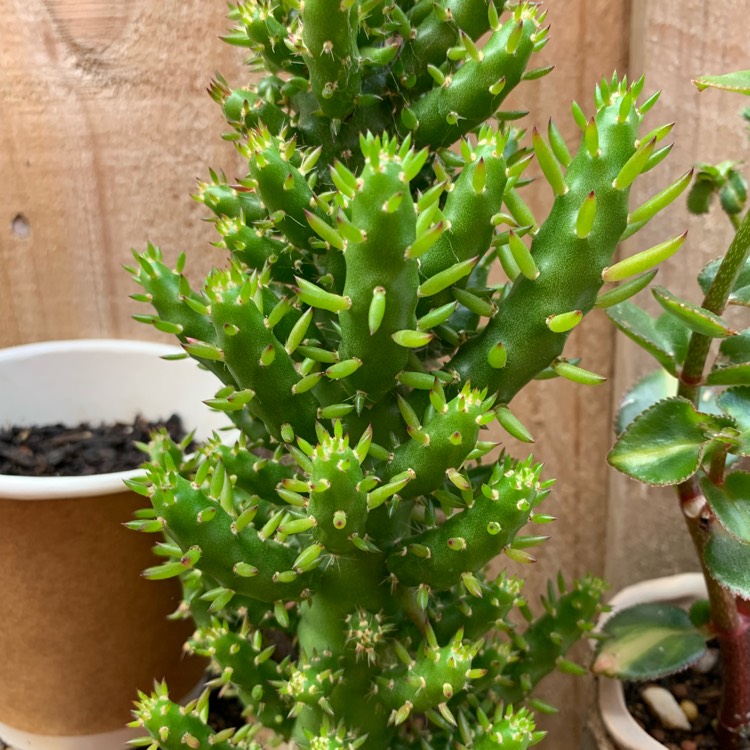 Plant image Austrocylindropuntia subulata