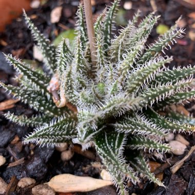 Aloe haworthioides