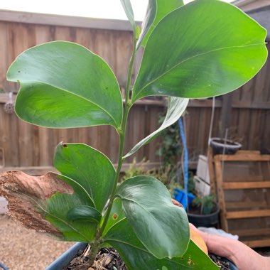 Mandevilla syn. Dipladenia