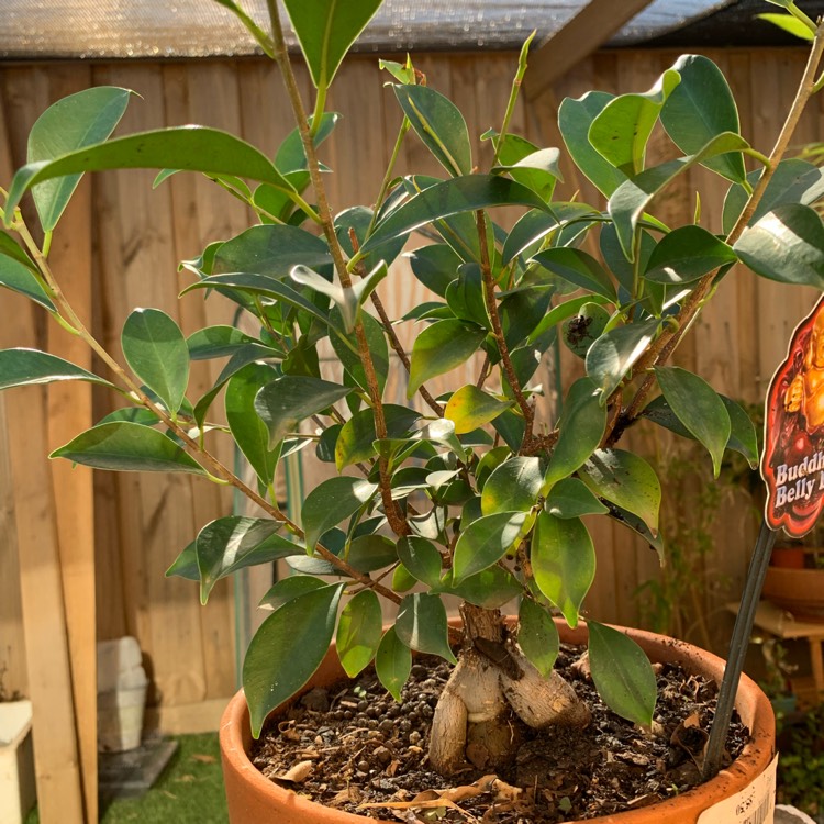 Plant image Ficus Microcarpa Retusa