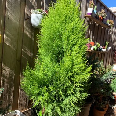 Cupressus macrocarpa 'Wilma' syn. Cupressus macrocarpa 'Goldcrest Wilma'