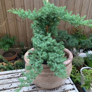 Juniperus Squamata 