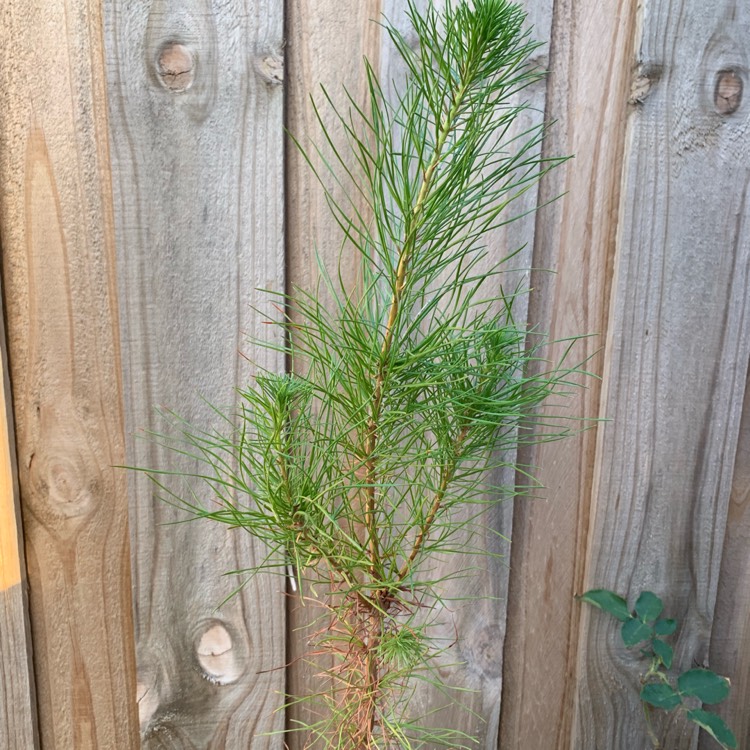 Plant image Pinus radiata