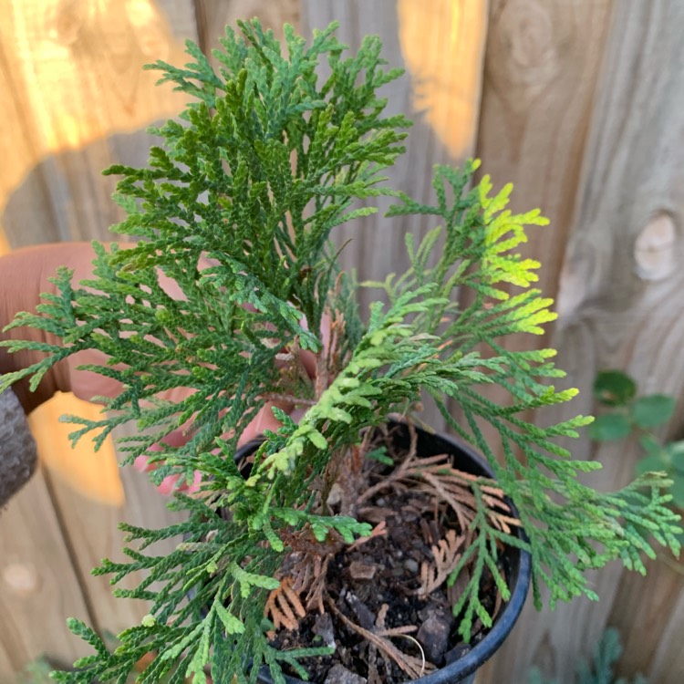 Plant image Thuja occidentalis 'Smaragd'