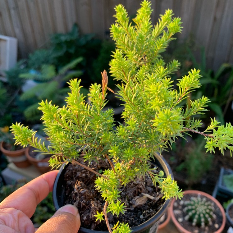 Plant image Platycladus orientalis  syn. Thuja Orientalis