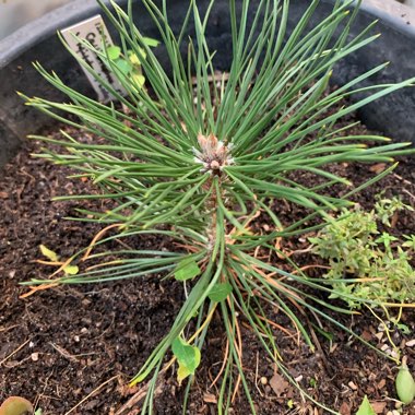 Pinus Thunbergil