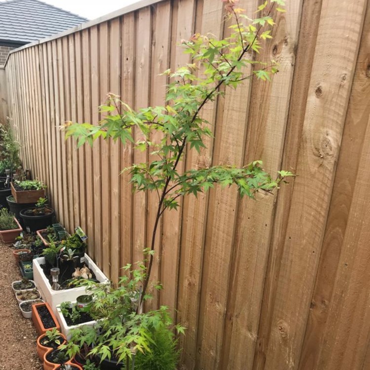 Plant image Acer Palmatum 'Berry Broom'