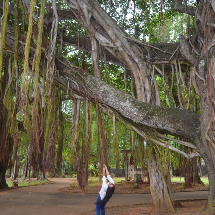 Plant image Ficus benghalensis