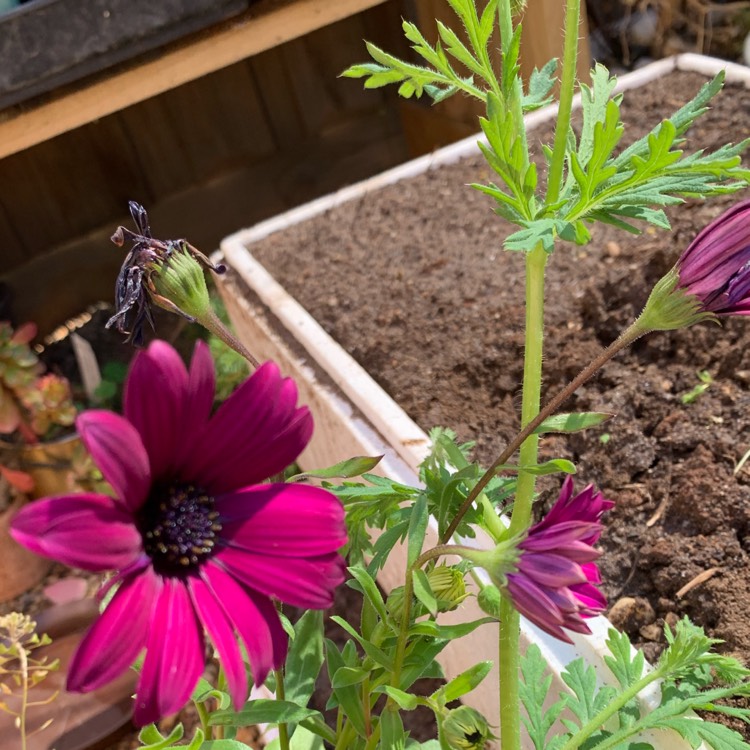 Plant image Osteospermum Ecklonis 'Erato Violet'