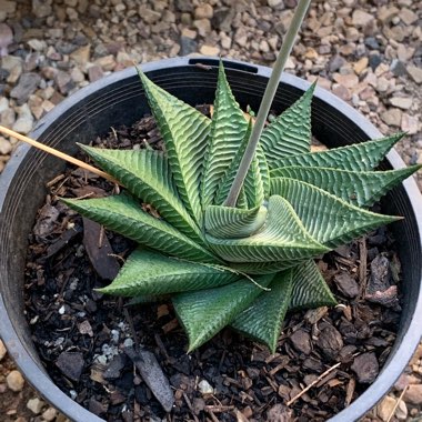 Haworthiopsis Limifolia var. Sriata