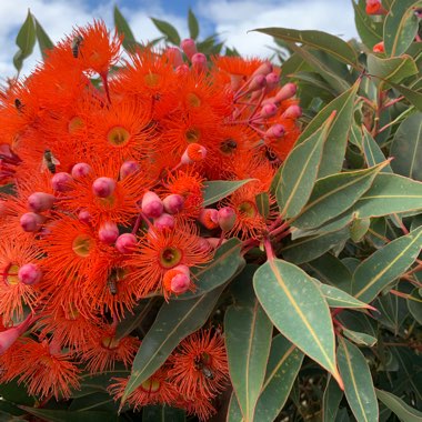 Corymbia ficifolia syn. Eucalyptus ficifolia