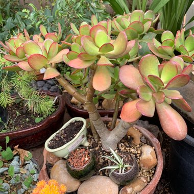 Crassula ovata 'Convoluta'