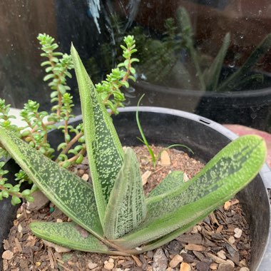 Gasteria Carinata