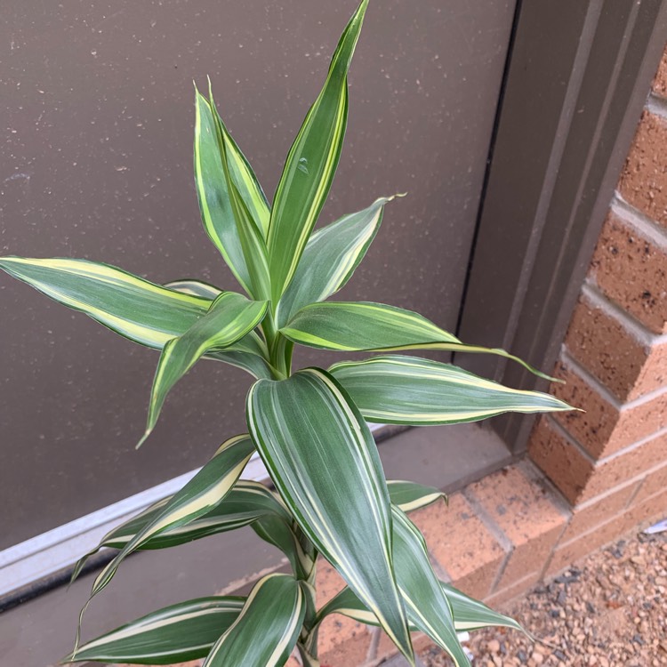 Plant image Dracaena deremensis 'Warneckii'