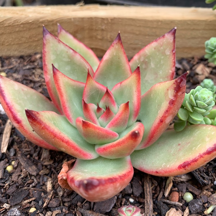 Plant image Echeveria Agavoides Frank Reinelt