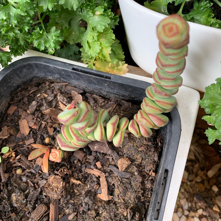 Plant image Crassula Baby's Necklace Variegated