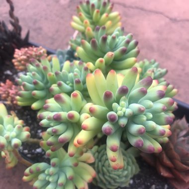 Sedum pachyphyllum