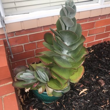 Kalanchoe luciae 'Flapjack'