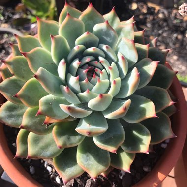 Echeveria Chihuahuaensis