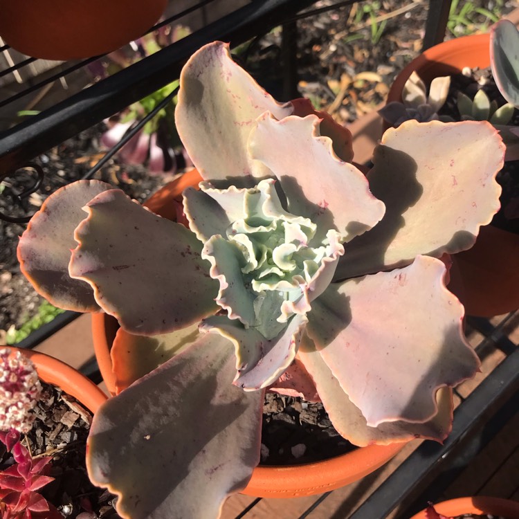 Plant image Echeveria Pastel