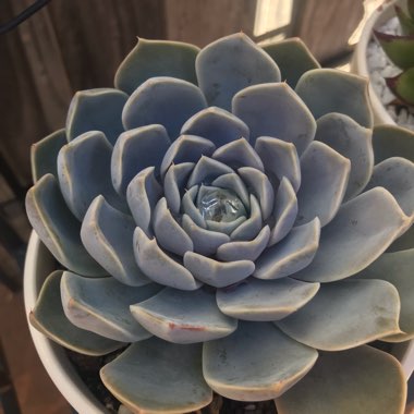 Echeveria Snow Bunny