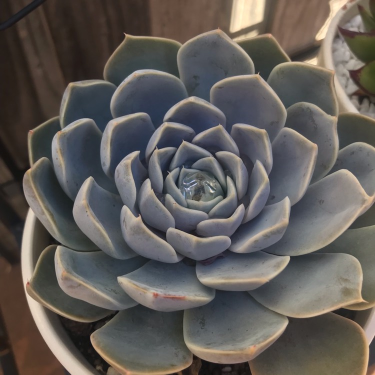 Plant image Echeveria Snow Bunny