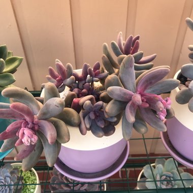 x Pachysedum 'Ganzhou'