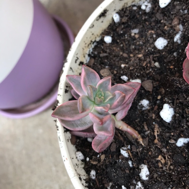 Plant image x Graptosedum Bronze Variegata