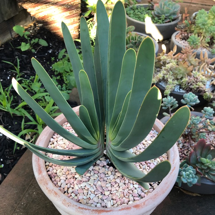 Plant image Aloe Plicatilis