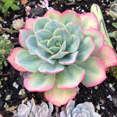 Echeveria Cloudburst