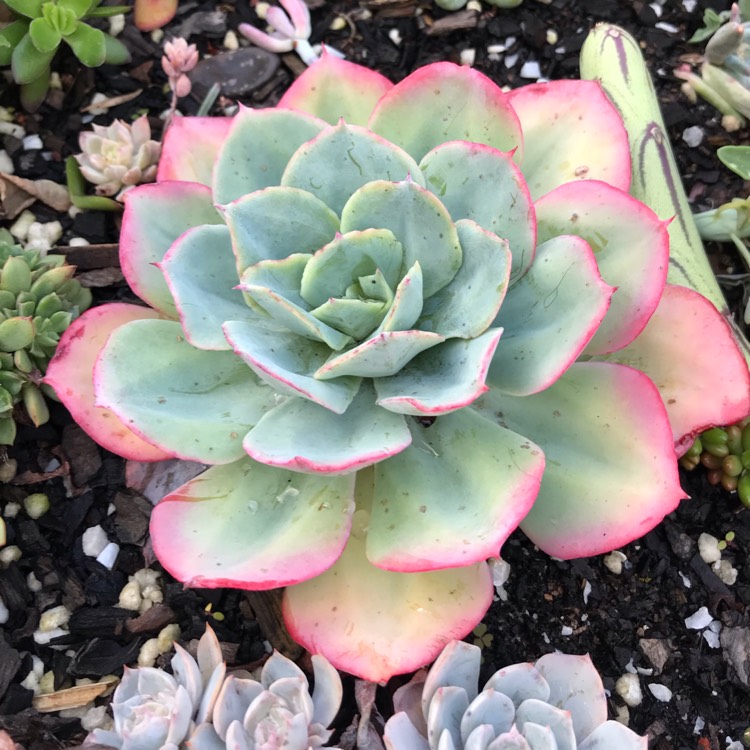 Plant image Echeveria Cloudburst