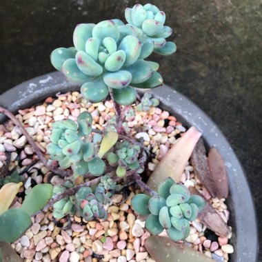 Sedum Commixtum